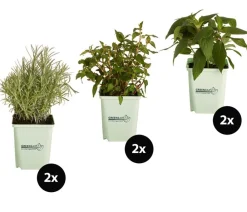 GREENBAR ® Garten- & Heilkräuter|Kräuter-Sets - GREENBAR® Exoten-Set, 6-teilig Grün