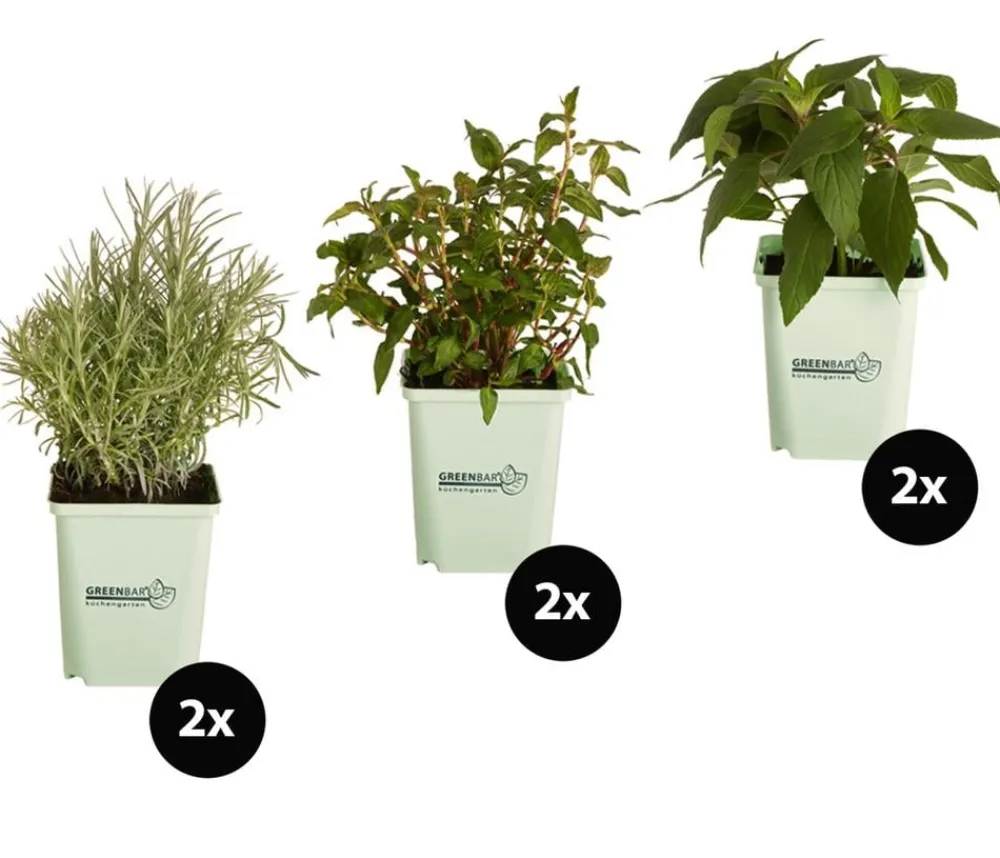 GREENBAR ® Garten- & Heilkräuter|Kräuter-Sets - GREENBAR® Exoten-Set, 6-teilig Grün