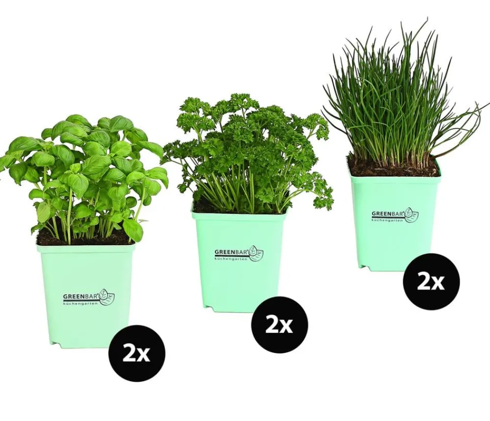 GREENBAR ® Garten- & Heilkräuter|Kräuter-Sets > GREENBAR® Küchenkräuter-Set, 6-teilig