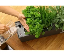 GREENBAR ® GREENBAR® Kräuterkasten, ca. B48/H15,5/T16 cm Dunkelrot Outlet