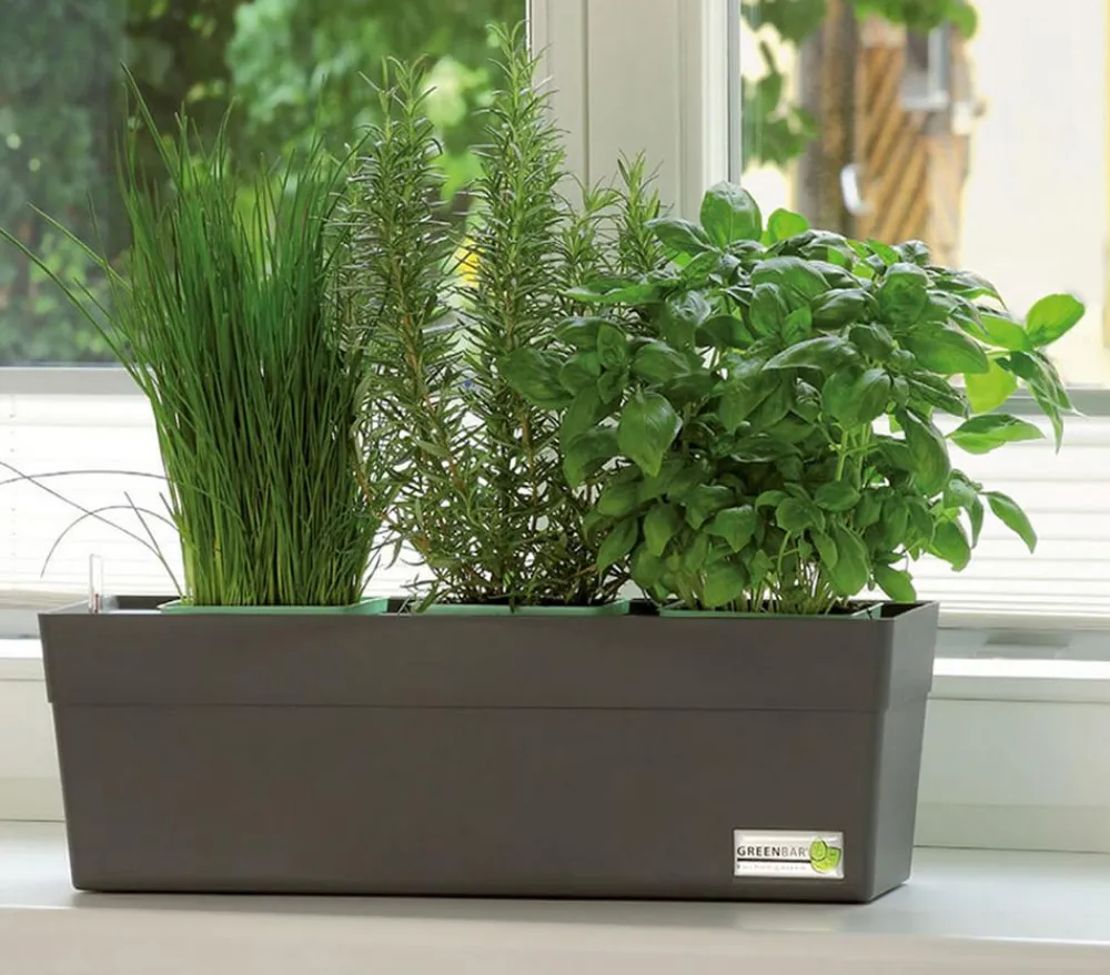 GREENBAR ® Kräuter-Sets|Greenbar-Kräuter - GREENBAR® Kräuterkasten, ca. B48/H15,5/T16 cm Lemon