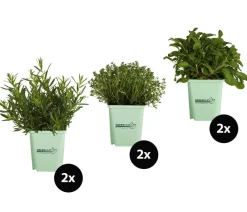 GREENBAR ® Garten- & Heilkräuter|Kräuter-Sets > GREENBAR® Kräuter-Set Französische Küche, 6-teilig