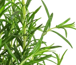 GREENBAR ® Garten- & Heilkräuter|Kräuter-Sets - GREENBAR® Kräuter-Set Vielfalt, 9-teilig Grün