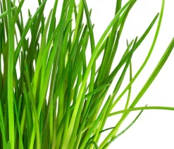 GREENBAR ® Garten- & Heilkräuter|Kräuter-Sets - GREENBAR® Kräuter-Set Vielfalt, 9-teilig Grün