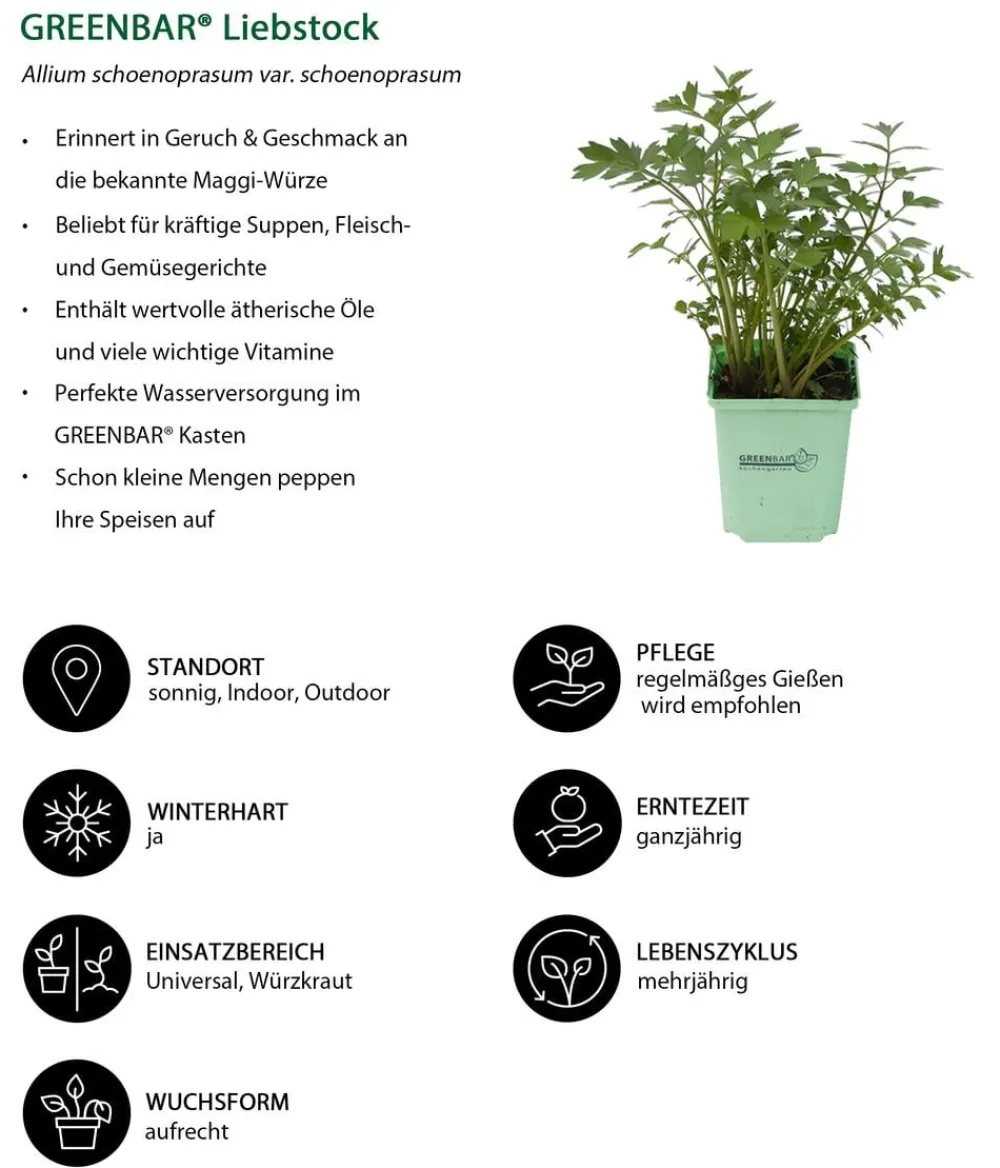 GREENBAR ® Garten- & Heilkräuter|Greenbar-Kräuter > GREENBAR® Liebstock