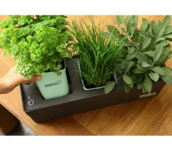 GREENBAR ® Garten- & Heilkräuter|Greenbar-Kräuter > GREENBAR® Liebstock