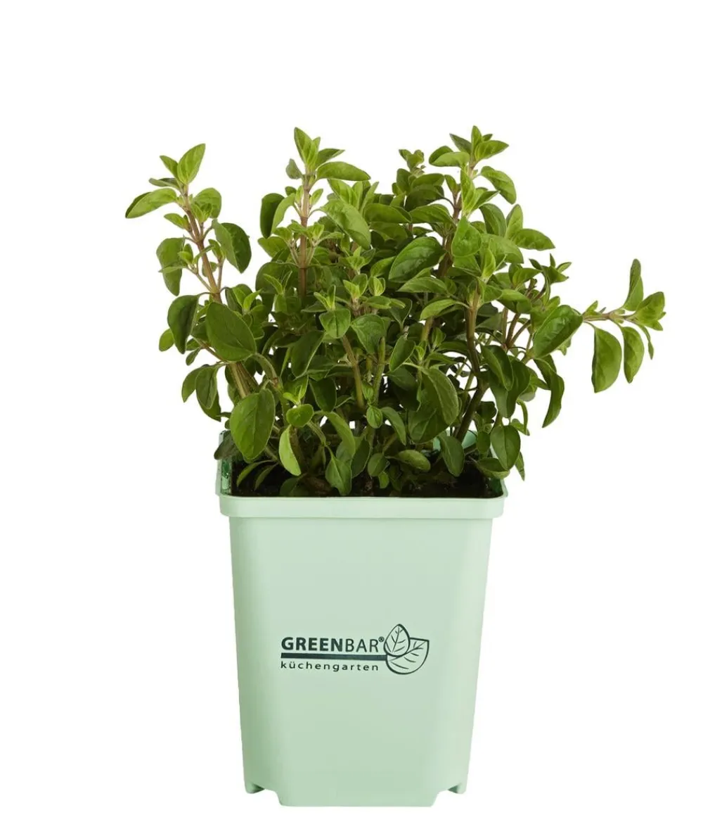 GREENBAR ® Garten- & Heilkräuter|Greenbar-Kräuter - GREENBAR® Oregano Grün