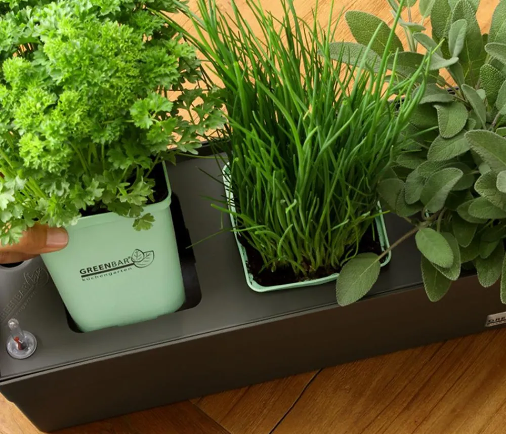 GREENBAR ® Garten- & Heilkräuter|Greenbar-Kräuter - GREENBAR® Oregano Grün
