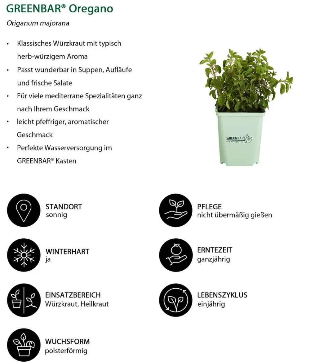 GREENBAR ® Garten- & Heilkräuter|Greenbar-Kräuter - GREENBAR® Oregano Grün