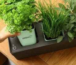 GREENBAR ® Greenbar-Kräuter|Küchenkräuter - GREENBAR® Petersilie, glatt Grün