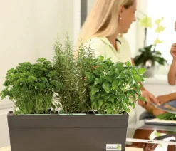 GREENBAR ® Greenbar-Kräuter|Küchenkräuter - GREENBAR® Petersilie, glatt Grün