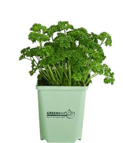 GREENBAR ® GREENBAR® Petersilie 'Mooskrause' Grün Online