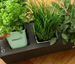 GREENBAR ® Garten- & Heilkräuter|Greenbar-Kräuter - GREENBAR® Schnittlauch Grün
