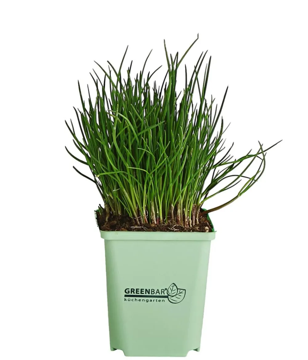 GREENBAR ® Garten- & Heilkräuter|Greenbar-Kräuter - GREENBAR® Schnittlauch Grün