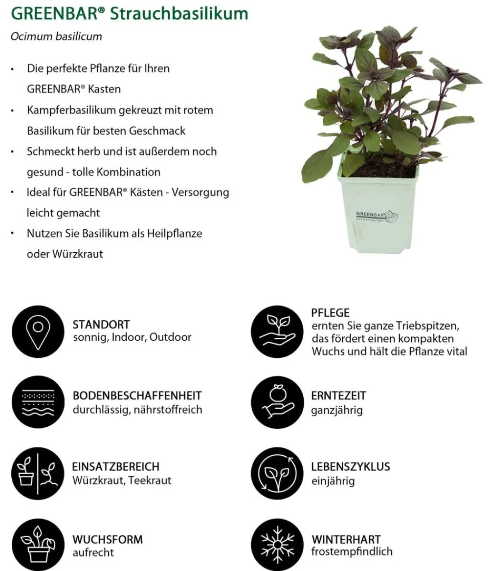 GREENBAR ® Greenbar-Kräuter|Küchenkräuter > GREENBAR® Strauchbasilikum