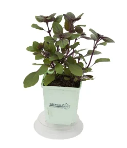 GREENBAR ® Greenbar-Kräuter|Küchenkräuter > GREENBAR® Strauchbasilikum