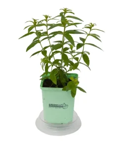 GREENBAR ® Garten- & Heilkräuter|Greenbar-Kräuter - GREENBAR® Zitronenverbene Grün