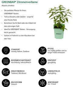 GREENBAR ® Garten- & Heilkräuter|Greenbar-Kräuter - GREENBAR® Zitronenverbene Grün