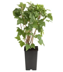 Dehner Stachel- & Johannisbeeren|Beerensträucher - e Johannisbeere 'Venny' ® Grün