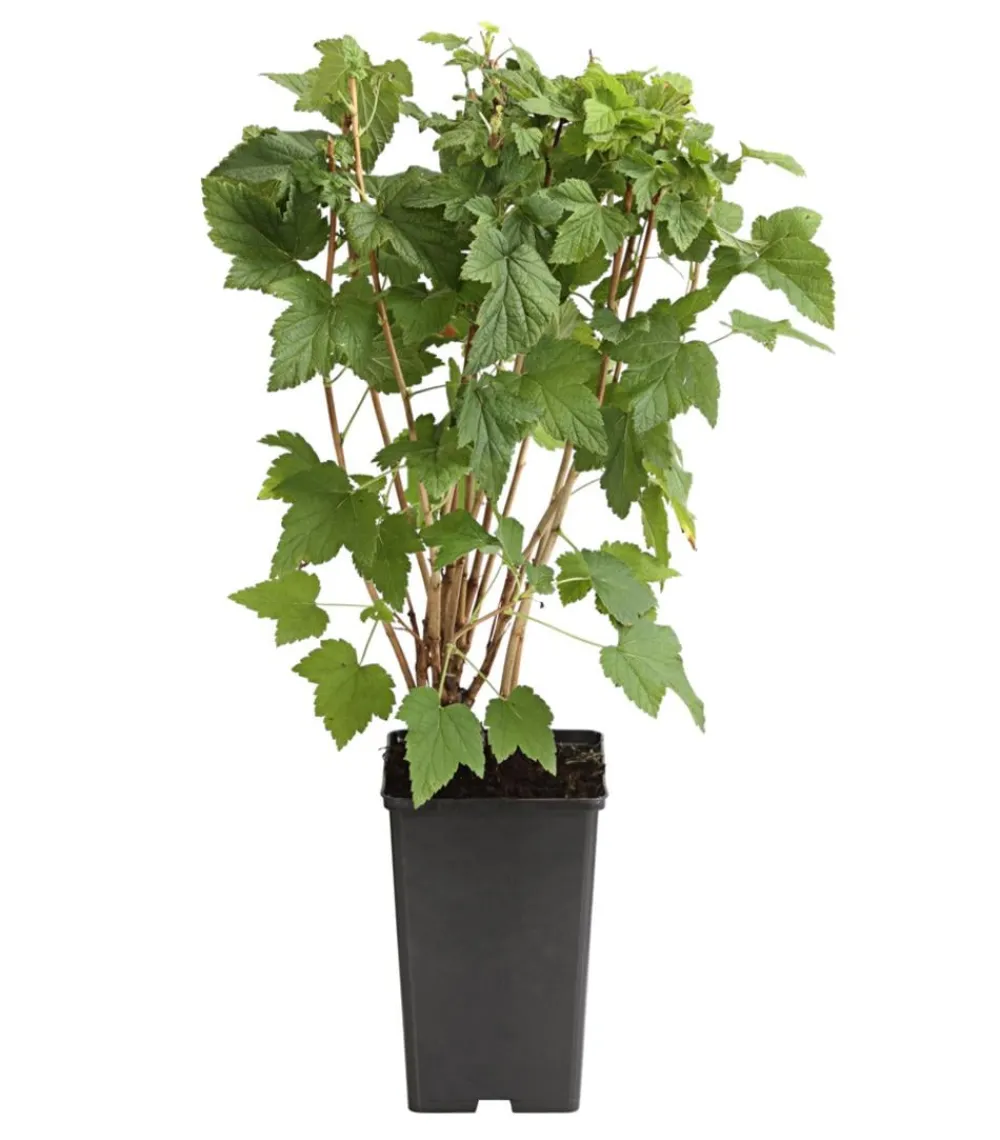 Dehner Stachel- & Johannisbeeren|Beerensträucher - e Johannisbeere 'Venny' ® Grün