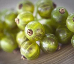 Dehner Stachel- & Johannisbeeren|Beerensträucher - e Johannisbeere 'Venny' ® Grün