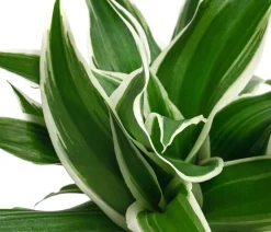 Dehner Grünpflanzen - lilie - Chlorophytum