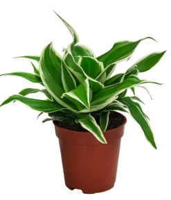 Dehner Grünpflanzen - lilie - Chlorophytum