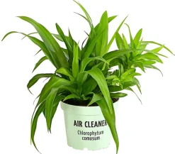 Dehner Grünpflanzen > lilie - Chlorophytum comosum