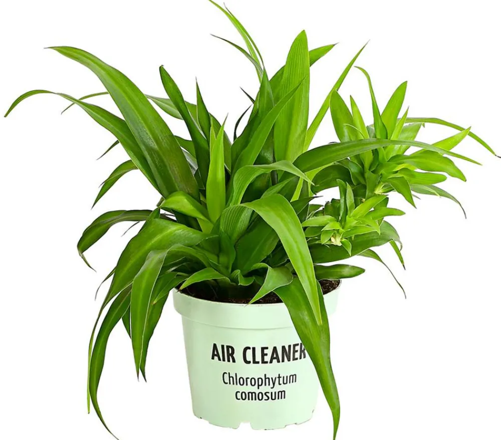 Dehner Grünpflanzen > lilie - Chlorophytum comosum