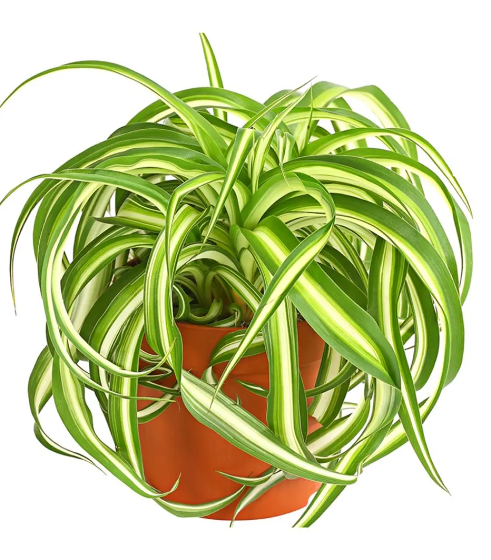 Dehner Grünpflanzen > Grünlilie - Chlorophytum comosum 'Bonnie'