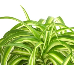 Dehner Grünpflanzen > Grünlilie - Chlorophytum comosum 'Bonnie'