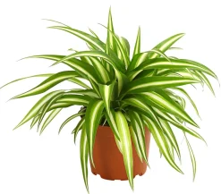 Dehner Grünpflanzen > lilie - Chlorophytum comosum