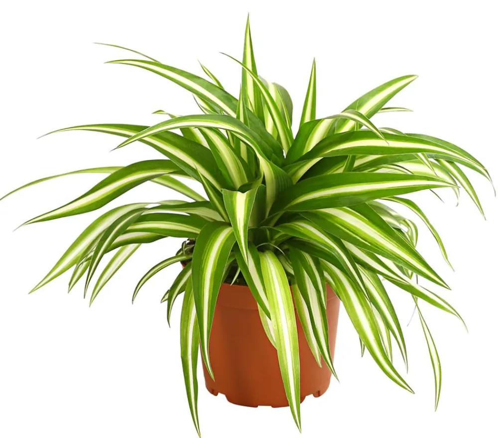Dehner Grünpflanzen > lilie - Chlorophytum comosum