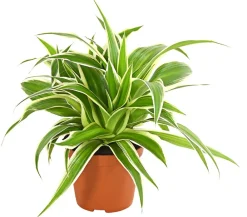 Dehner Grünpflanzen > lilie - Chlorophytum comosum 'Variegata'
