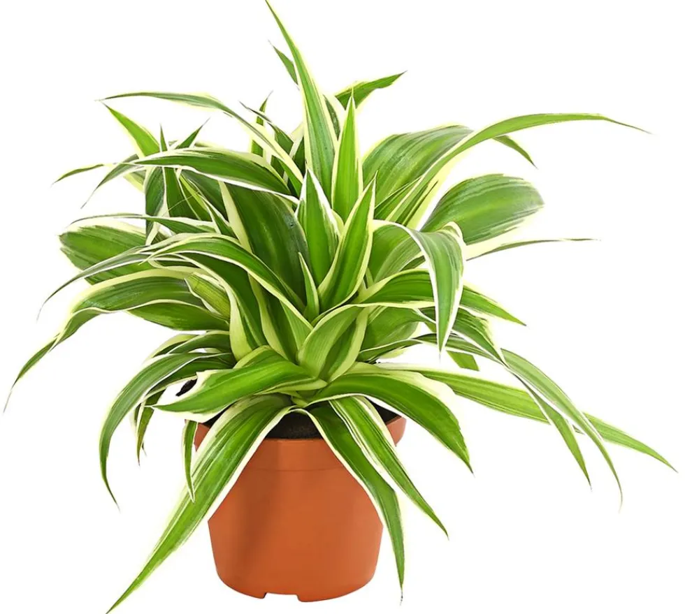 Dehner Grünpflanzen > lilie - Chlorophytum comosum 'Variegata'