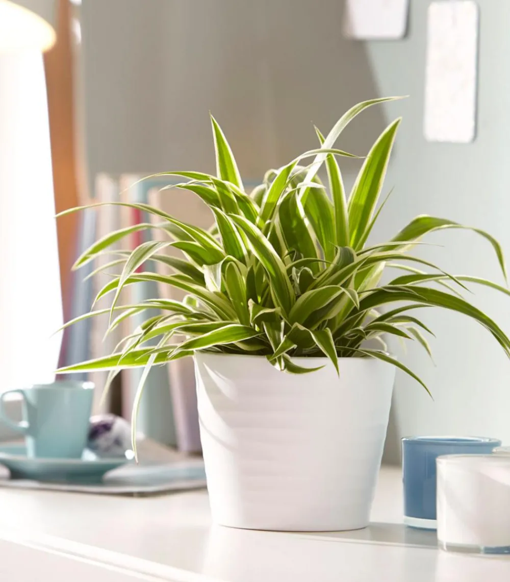 Dehner Grünpflanzen - Grünlilie - Chlorophytum comosum 'Ocean'