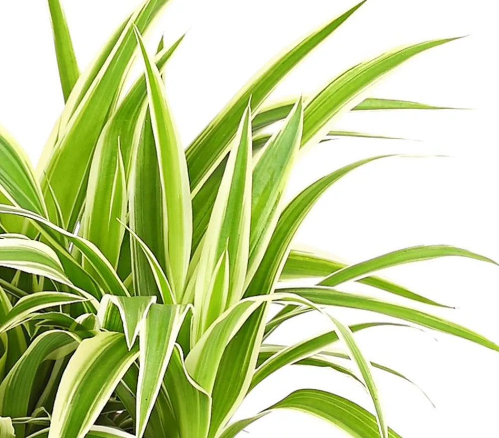 Dehner Grünpflanzen - Grünlilie - Chlorophytum comosum 'Ocean'