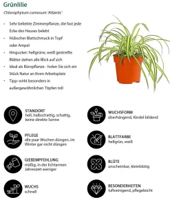 Dehner Grünpflanzen - lilie - Chlorophytum comosum 'Atlantic'