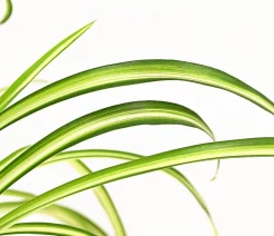 Dehner Grünpflanzen - lilie - Chlorophytum comosum 'Atlantic'