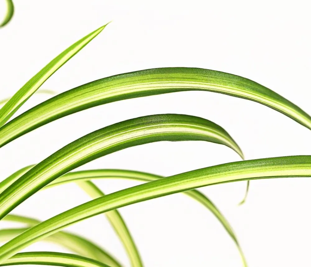 Dehner Grünpflanzen - lilie - Chlorophytum comosum 'Atlantic'
