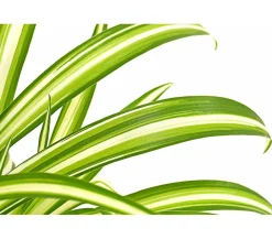 Dehner Grünpflanzen - lilie - Chlorophytum comosum 'Variegata'