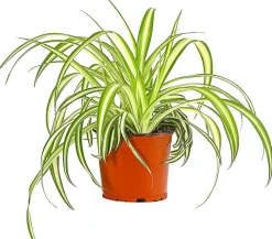 Dehner Grünpflanzen - lilie - Chlorophytum comosum 'Variegata'