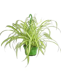 Dehner Hängepflanzen|Grünpflanzen - lilie - Chlorophytum comosum, Ampel