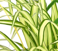 Dehner Hängepflanzen|Grünpflanzen - lilie - Chlorophytum comosum, Ampel