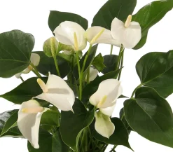 Dehner Einblatt & Flamingoblumen > Große Flamingoblume - Anthurium andreanum,