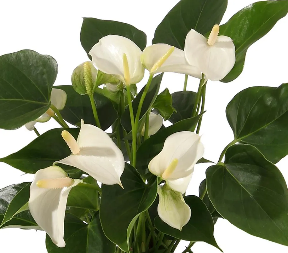 Dehner Einblatt & Flamingoblumen > Große Flamingoblume - Anthurium andreanum,
