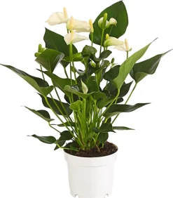 Dehner Einblatt & Flamingoblumen > Große Flamingoblume - Anthurium andreanum,