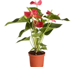 Dehner Einblatt & Flamingoblumen > Große Flamingoblume - Anthurium andreanum,