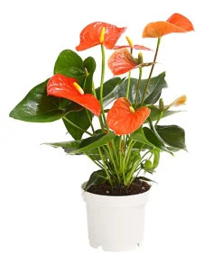 Dehner Einblatt & Flamingoblumen > Große Flamingoblume - Anthurium andreanum,