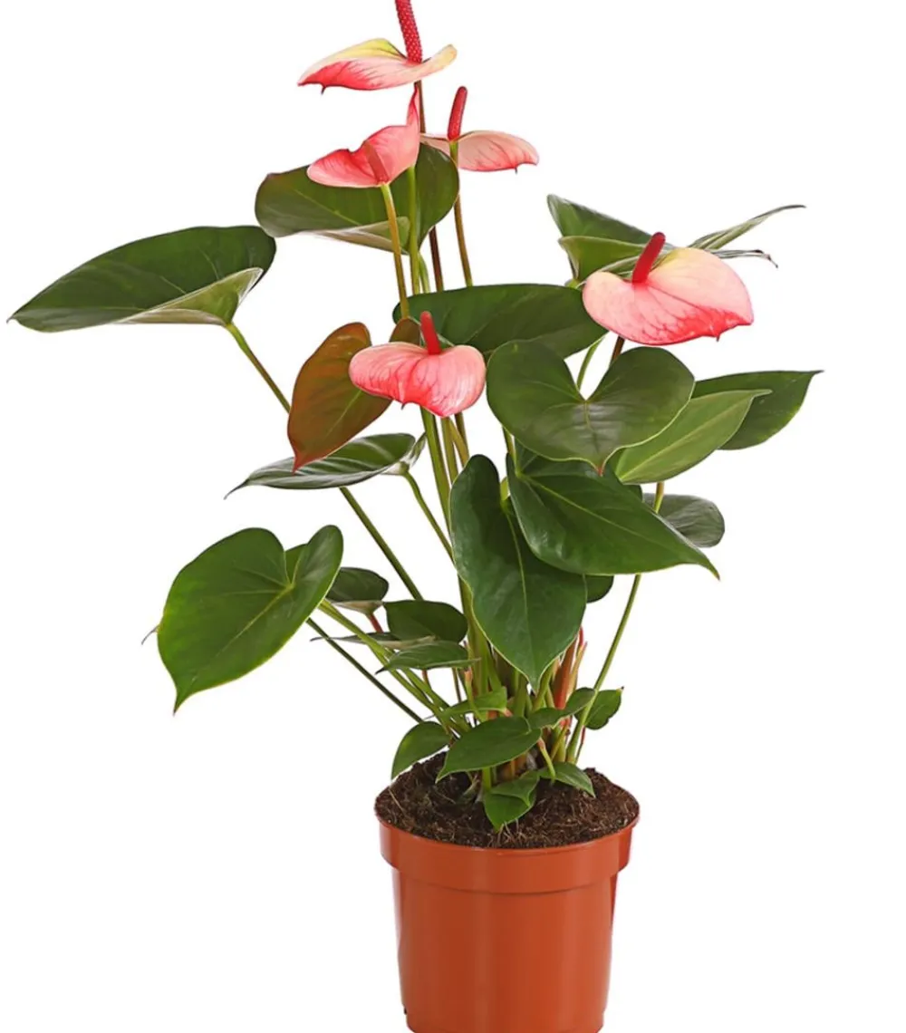 Dehner Einblatt & Flamingoblumen > Große Flamingoblume - Anthurium andreanum 'Sweet Lips'